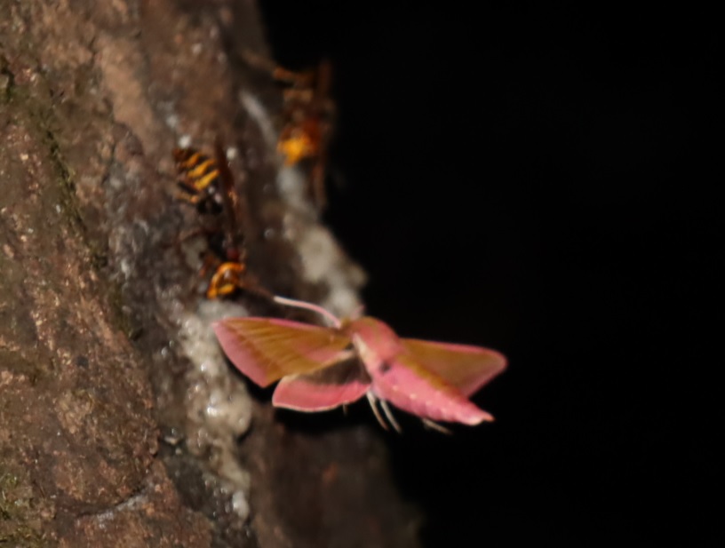 ベニスズメ蛾_樹液が一番匂っていたクヌギ in 緑地A_2022年8月21日19時25分気温27度